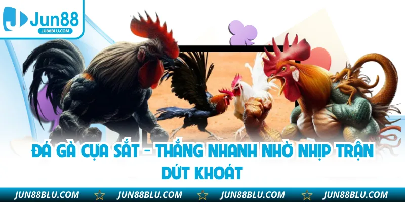 Đá Gà Cựa Sắt - Thắng Nhanh Nhờ Nhịp Trận Dứt Khoát